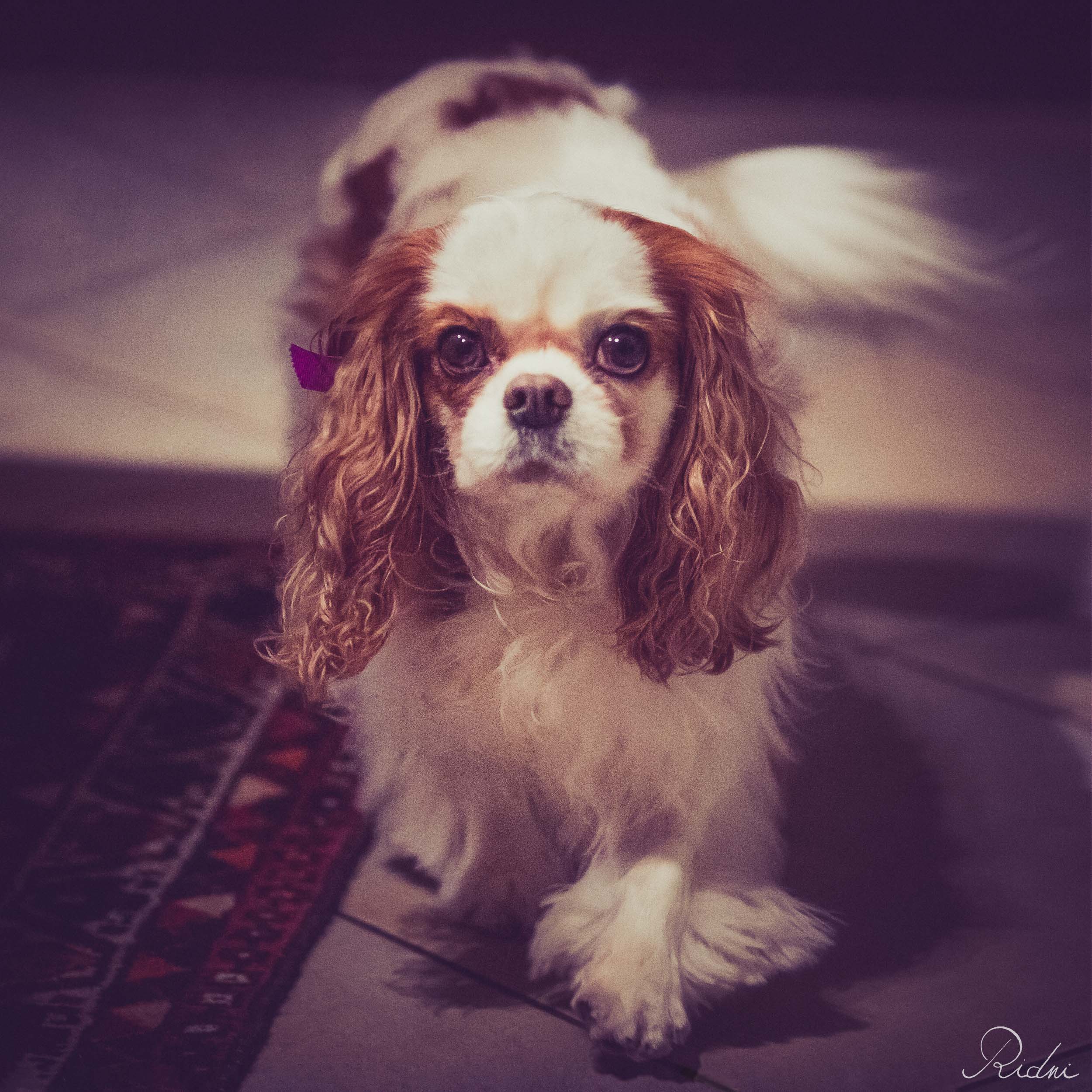 Cavalier King Charles Spaniel bianco e marrone che cammina su un pavimento interno con luce soffusa e calda.