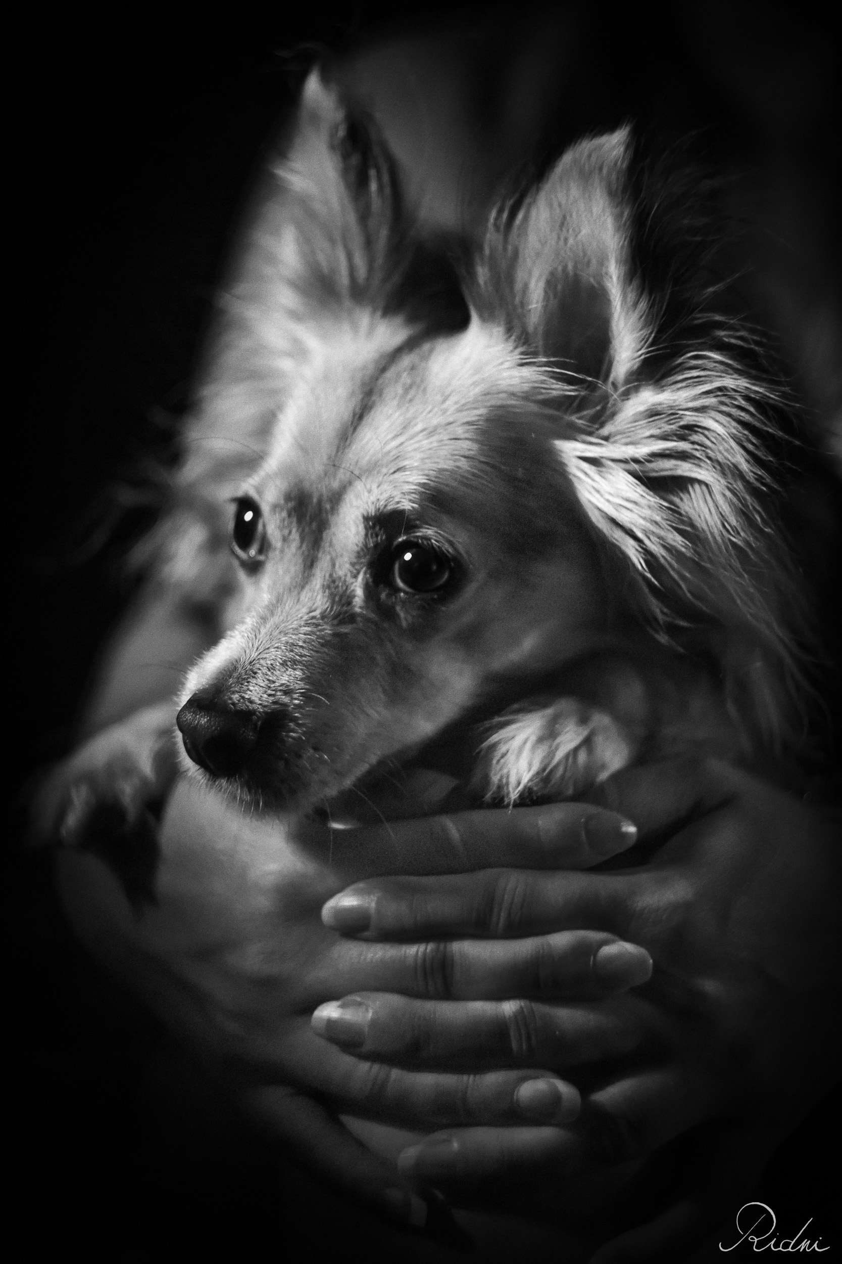 Primo piano in bianco e nero di un piccolo cane a pelo lungo tra mani umane, con un gioco di luci e ombre su sfondo scuro.