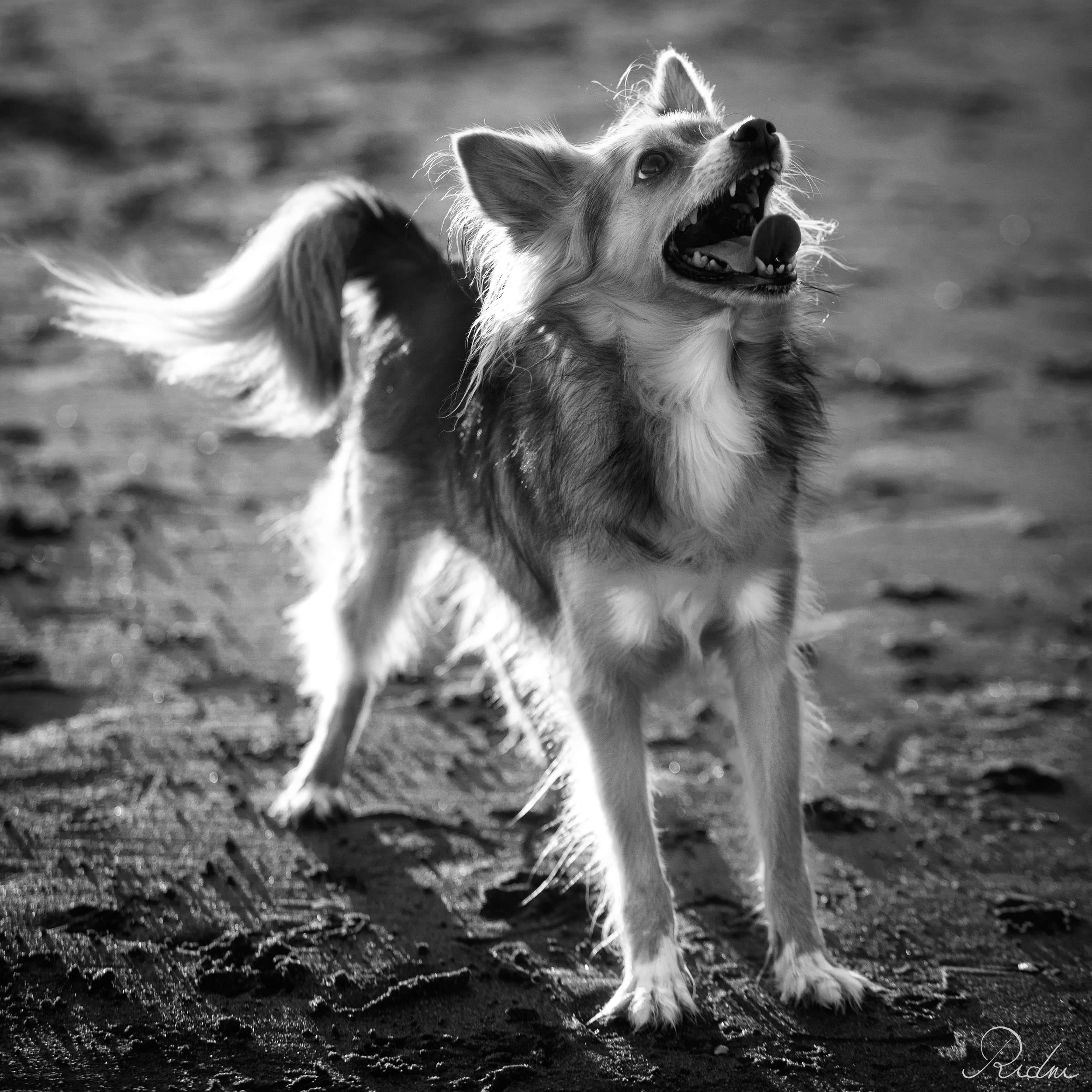 Piccolo cane a pelo lungo guarda verso l'alto sulla spiaggia, ritratto in bianco e nero con una suggestiva luce di taglio.